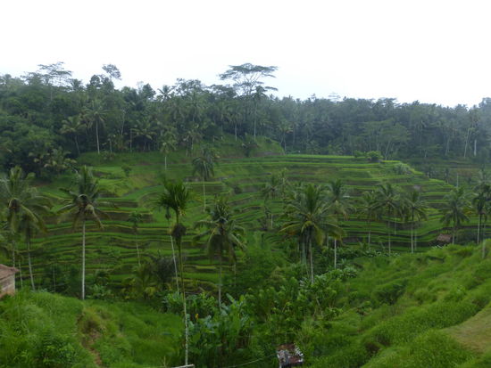Reisterassen auf Bali