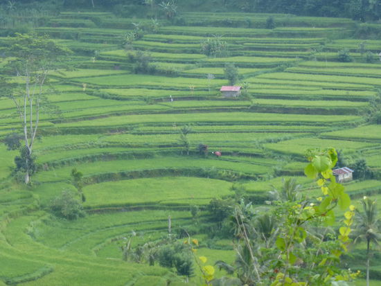 Reisterassen auf Bali