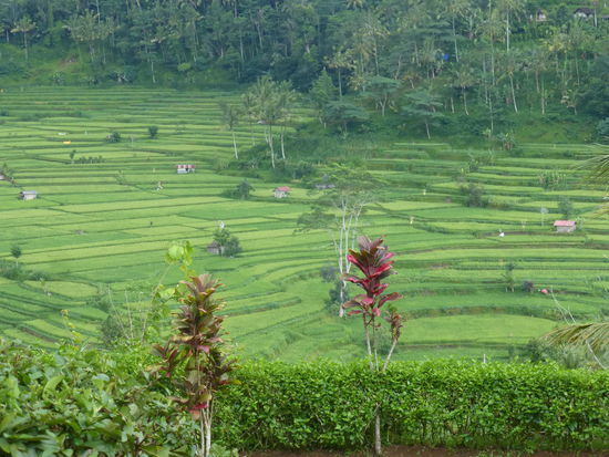 Reisterassen auf Bali