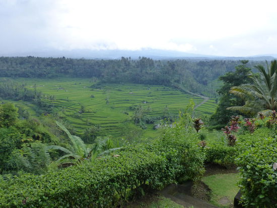 Reisterassen auf Bali