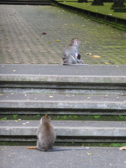 Überall Affen im Monkey Forest Sangeh