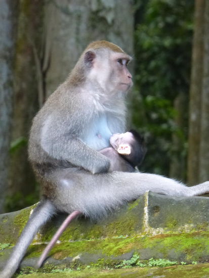 Überall Affen im Monkey Forest Sangeh