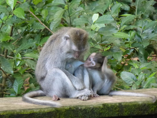 Überall Affen im Monkey Forest Sangeh