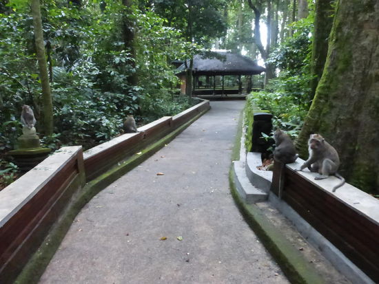 Monkey Forest Sangeh