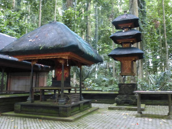 Monkey Forest Sangeh