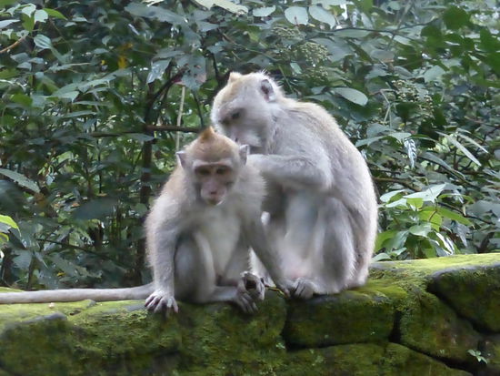 Monkey Forest Sangeh