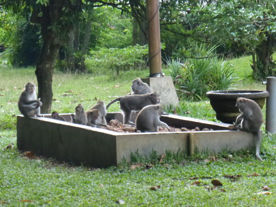 Monkey Forest Sangeh