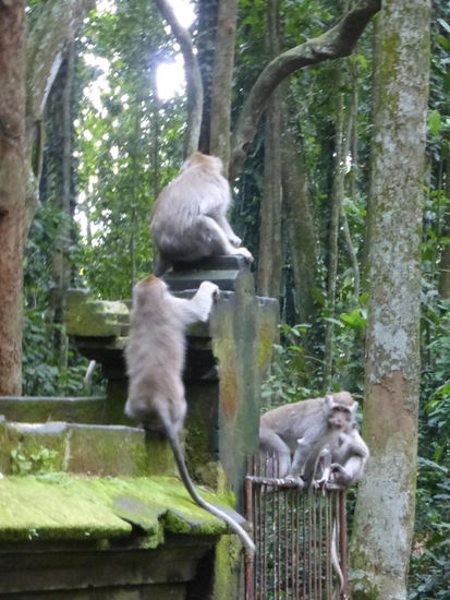 Und weiter geht das Affentheater im Monkey Forest Sangeh 