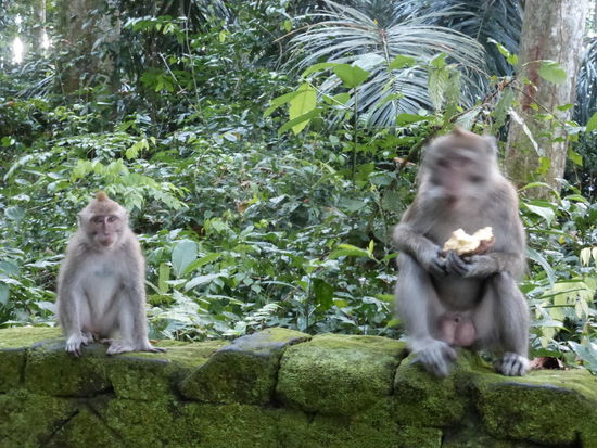 Monkey Forest Sangeh