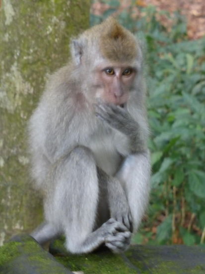 Monkey Forest Sangeh