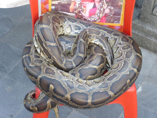 Hoffentlich ist sie nicht hungrig .... 