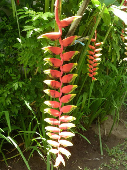 Weiter geht es durch die Gartenanlage meines Badehotels auf Bali