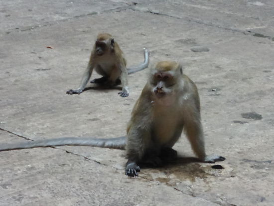 Warten auf ahnungslose Besucher