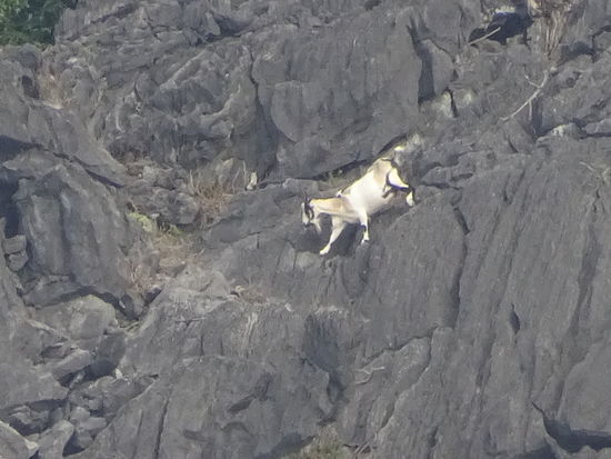 Hier testete ich mal den Zoom meiner Kamera und siehe da das Ergebniss kann sich sehen lassen . Bergziege auf den Karstfelsen der Halong Bucht .