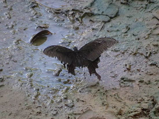 Dieser Schmetterling sah nicht nur groß aus sondern er war es auch