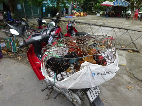Hühner zu verkaufen am alten Markt von Hue