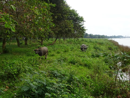 Am Ufer des Parfümflusses