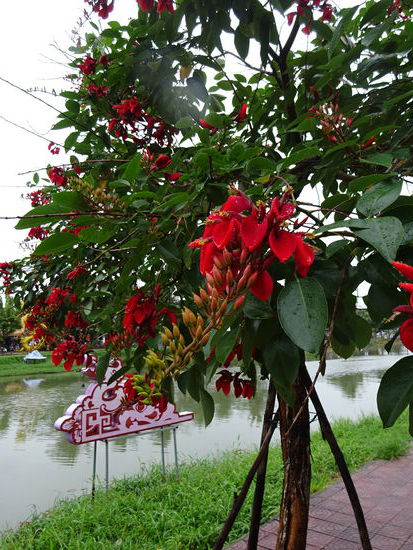 Am Thu Bon Fluss in Hoi An