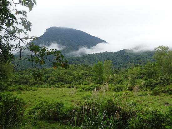 Blick über den Dschungel