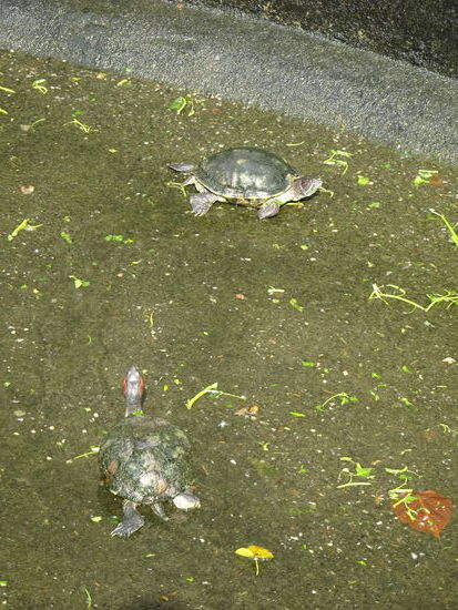 Die heiligen Schildkröten