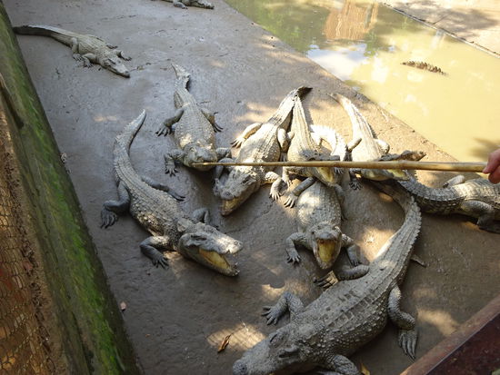 Hier wartete schon das Mittagessen für die nächsten Gäste 