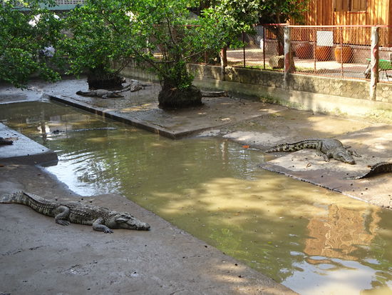 Krokodilfarm im Mekong Delta