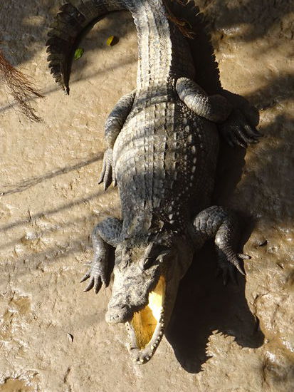 Es sieht aus als ob er Hunger hat 