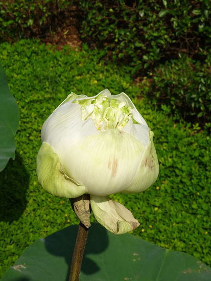 Schöne Pflanzen im angrenzenden Garten