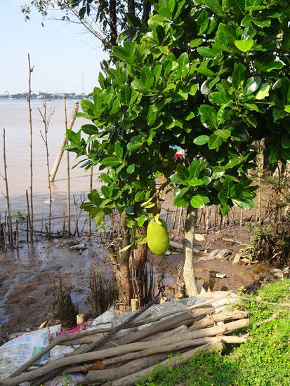 Und da ist sie wieder meine Lieblingsfrucht die Durian