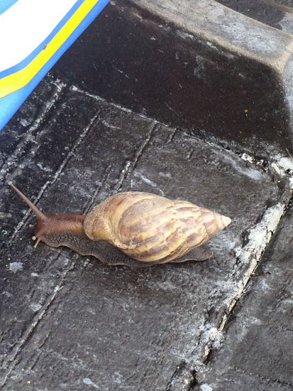 Blinder Passagier an Bord