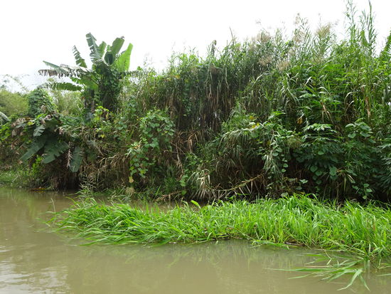 Bootsfahrt durch die Seitenarme des Mekong im Delta bei Can Tho