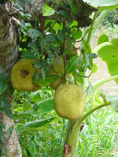 Und auch hier sind sie wieder meine Durian Früchte 