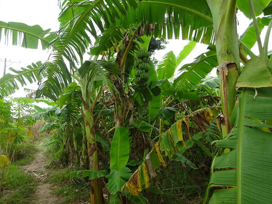 Sparziergang durch die Landschaft des Mekong Deltas