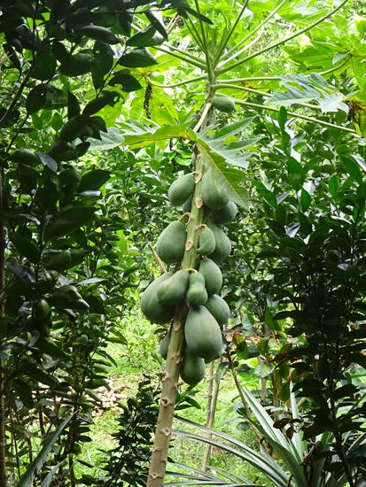 Sparziergang durch die Landschaft des Mekong Deltas