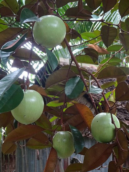 Sparziergang durch die Landschaft des Mekong Deltas