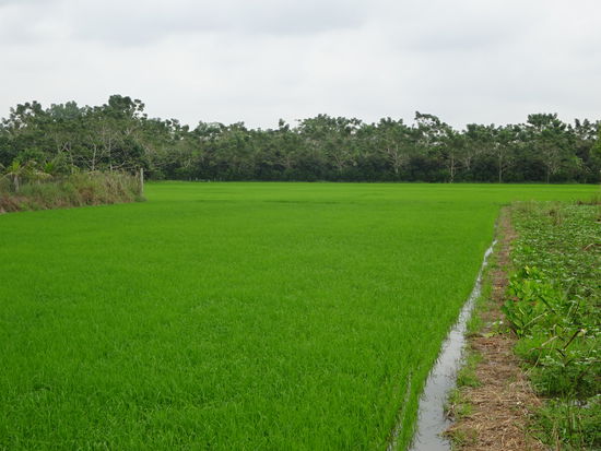Reisfelder im Mekong Delta
