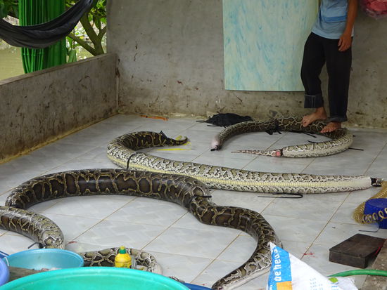 Und das ist eigentlich sogar in Vietnam verboten da diese Schlangen unter Natur und Artenschutz stehen aber diese Bootsbauer verabeiten die Häute der Tiere illegal auf ihren Booten und deshalb ist fotografieren hier auch strengstens verboten. Die Aufnahmen machte ich heimlich. Ich finde das aber eine große Sauerei !! 