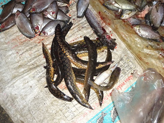Merkwürdige Fische auf dem Nachtmarkt von Phnom Penh
