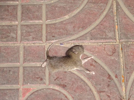 Sie hat den Trubel in Phnom Penh nicht überlebt 