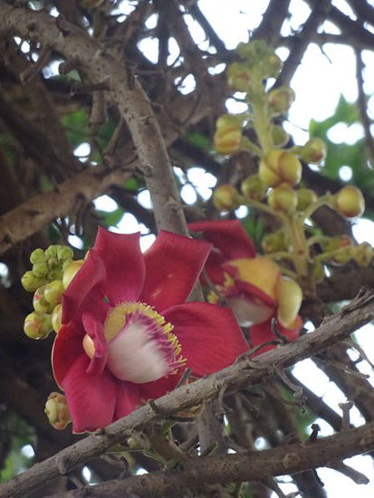 Wunderschöne Blüten auf dem Gelände des Königspalastes von Phnom Penh