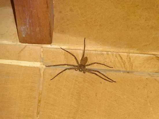 Mitbewohner wie ich es in den Troppen schon gewöhnt bin