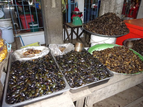 Leckere Käfer und andere Insekten im Angebot !! 