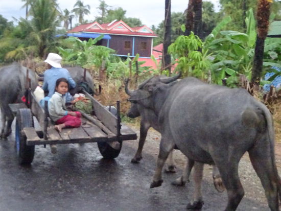 Transport mit Ochsen