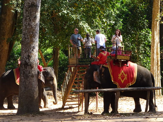 Elefanten nähern sich dem Bayon