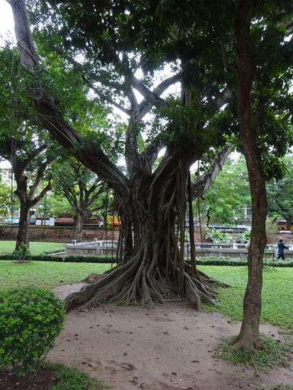 Im Garten des Literaturtempel Hanoi