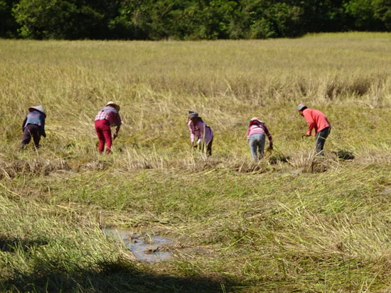 In der Umgebung arbeiten Bauern auf den Feldern