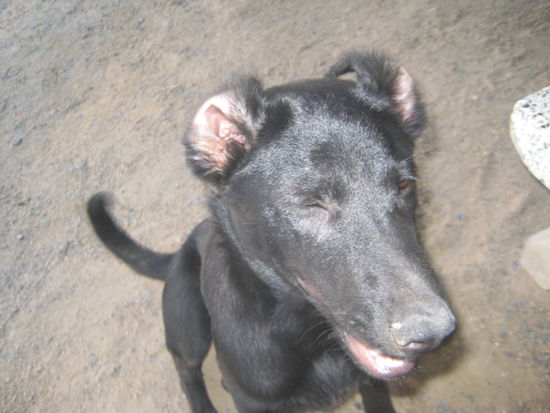 ha ha ha mein Hund nach der Zeckenbehandlung