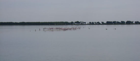 Flamingos zum zweiten