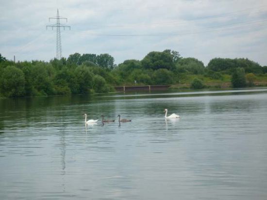 Saarimpressionen - mal Natur pur im unteren Teil der Saar