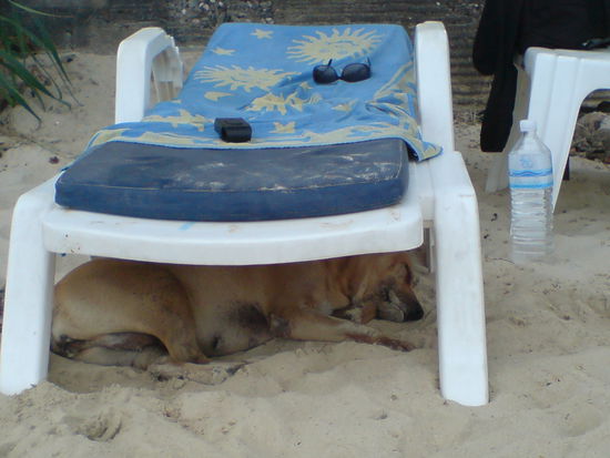 Unser Wachhund, er vertreibt alle fliegenden Haendler durch wuestes Gebell